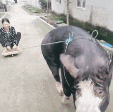 搞笑gif媳妇你养的这头猪真不错,可以拉人逛街了