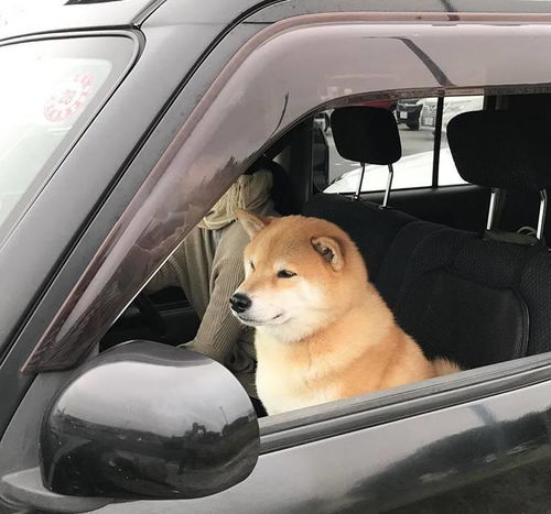 朋友要拿柴犬跟我换哈士奇,我想了一夜,终于做出了决定