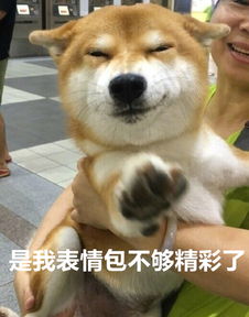 派柴犬当警犬你是嫌社会治安太好了吗
