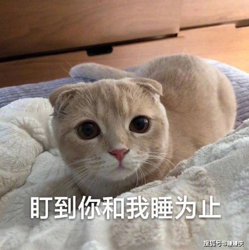 表情包图片盯着看,心情不好的时候,都给爷整笑了