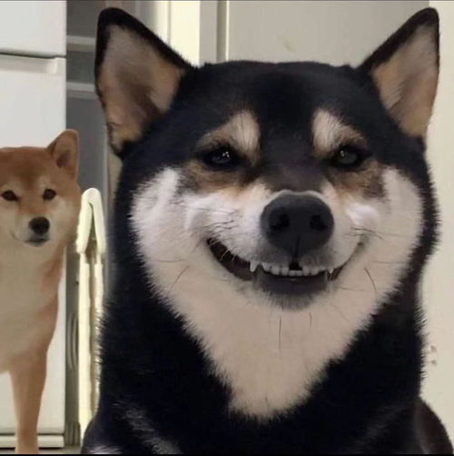 柴犬哈士奇自拍表情包che