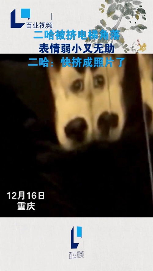 二哈被挤电梯角落,表情弱小又无助,狗子在怀疑狗生了电梯照片搞笑奇葩萌宠