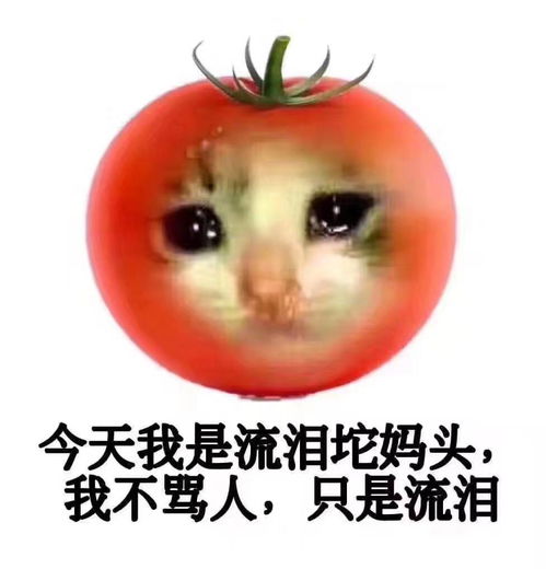 流泪猫流泪狗表情包今天我是流泪狗狗头,不谈悲伤,只拉肖邦