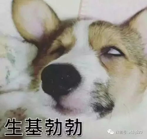 这是一组基情十足的狗狗表情包