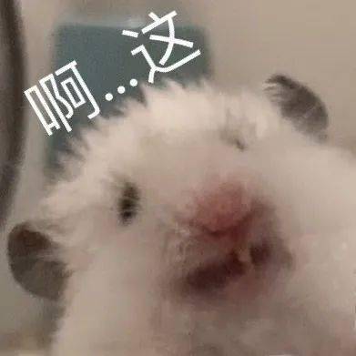 最近迷上仓鼠表情包