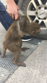 调皮猴儿闹校园盘龙森警巧计捉