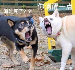 哈皮狗表情包主人