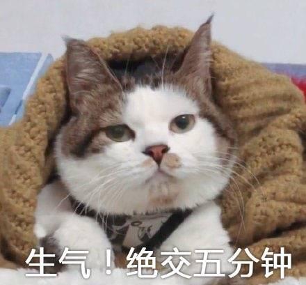 做这些事很可能不小心惹火你的猫,有的铲屎官表示糟糕,全中了