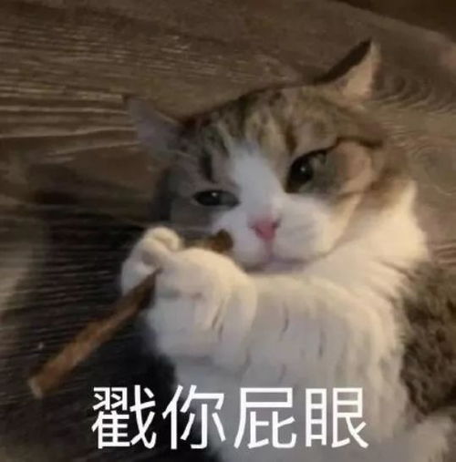 猫表情包什么都是他们的,我这个胖子连脖子都没有