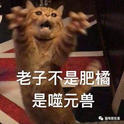 是时候给大家聊聊噬元兽橘猫这种神秘生物了