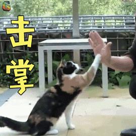 击掌gif动态图击掌表情包击掌gif动图soogif