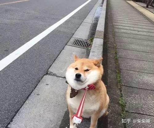 求助柴犬多大开始驱虫驱虫间隔是多久