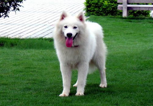 养育萨摩耶幼犬应注意什么