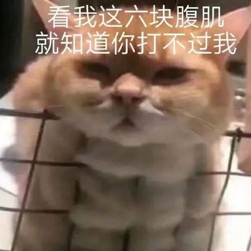 我只会心疼geigei丨第128期喵表情