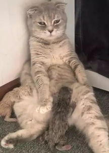 猫咪鬼混不小心怀孕了,喂奶时表情都是这样的,主人你自作自受