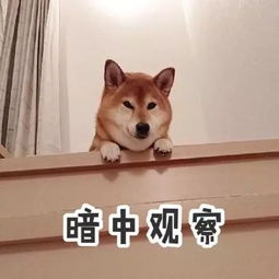 柴犬表情包,有谁需要快拿走,不用谢
