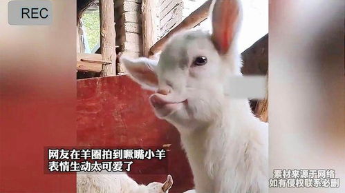 网友在羊圈拍到噘嘴小羊表情生动太可爱了