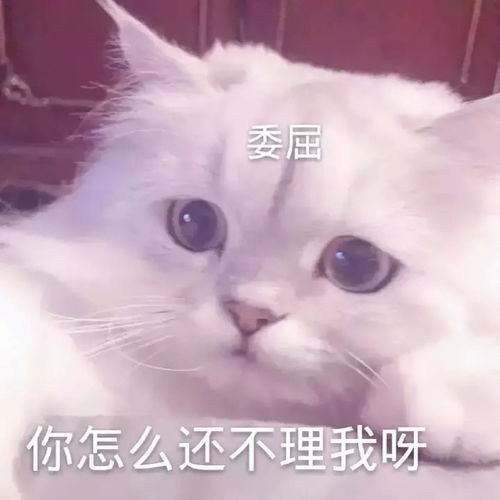 表情包有些人就是死皮不要脸