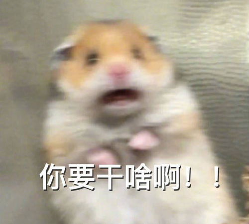 有哪些类似这样的表情包,或者可爱的