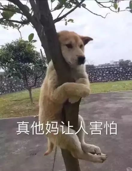魔性狗子表情包全属精品