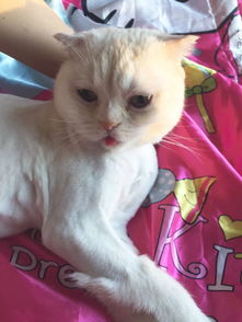 猫咪卖萌吐舌似小孩表情萌炸