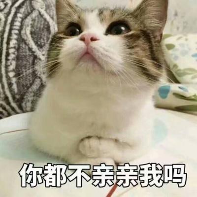 吸引人的卖萌动物带字头像可爱猫咪没心没肺才不会撕心裂肺