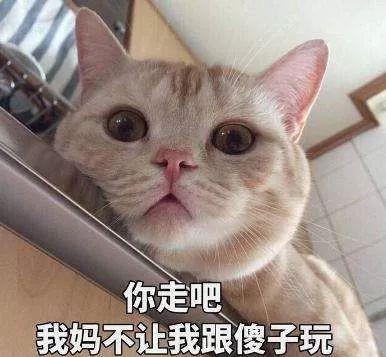 你家猫咪不温柔你错了,也许它只是对你不温柔