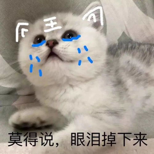 猫咪表情包我等的喵在多远的未来养猫