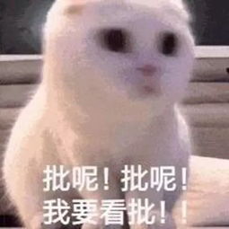 日常吸猫表情包
