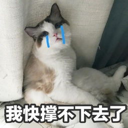 猫咪沙雕表情包儿女情长什么的,真的很影响大哥行走江湖啊