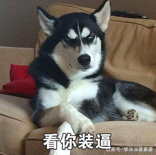 父母放狠话养狗就断绝关系,结果再回家时,感觉自己是充话费送的