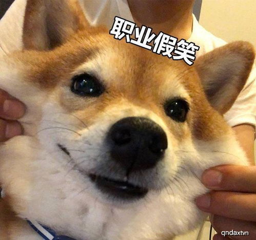 怕水的柴犬化身电动小马达,还没下水就乱扑腾,眼神里都是戏