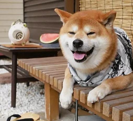 日本博主晒出自家柴犬,治愈的笑容像极了夏天
