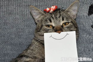猫咪不在猫砂盆小便怎么办看着一篇文章就够了