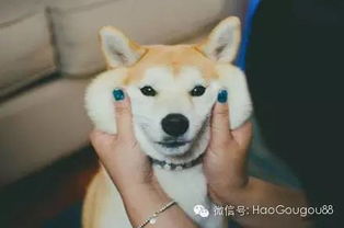 养一只柴犬是什么感受问问养哈士奇的人就知道了