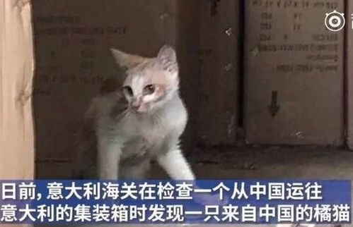 中国橘猫被误关集装箱运到米兰带你去一场说走就走的旅行