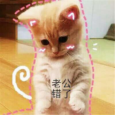 猫咪卖萌表情包带字猫咪