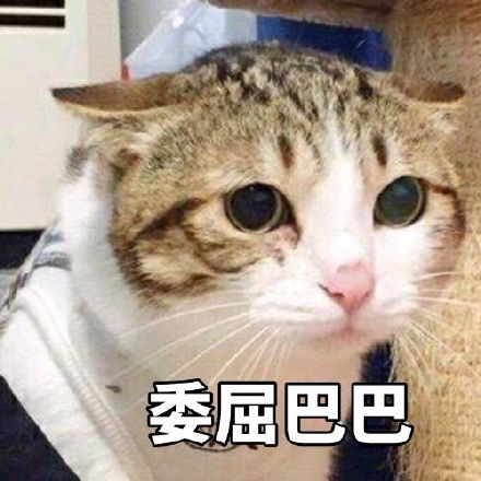 委屈巴巴猫表情包
