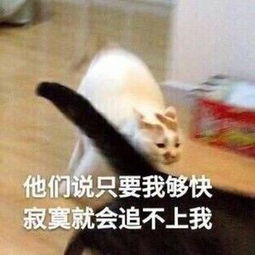 你的表情包去世了......