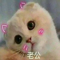 老公表情包猫咪微信头像图片大全
