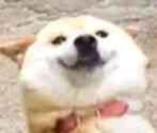 哈皮狗表情包狗狗