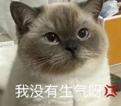每日萌宠表情包分享18