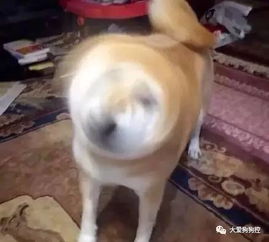 千万别惹柴犬,逼急了人家可是会柴头钻的