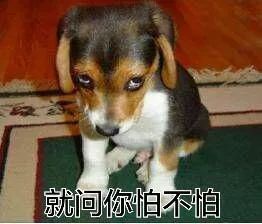 存好这波狗狗表情包,今年斗图铁定赢超全狗年表情包集锦,这一年的量我们都给你霸气承包