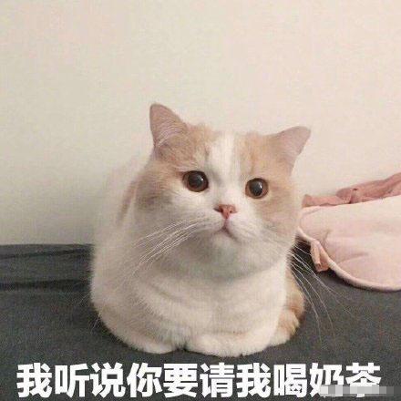 可爱猫猫的表情包合集咋回事呢,小老弟