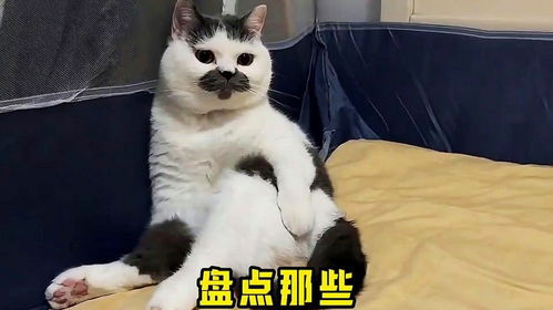 盘点动物搞笑神配音