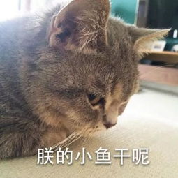 表情包,语言文字的另类表达