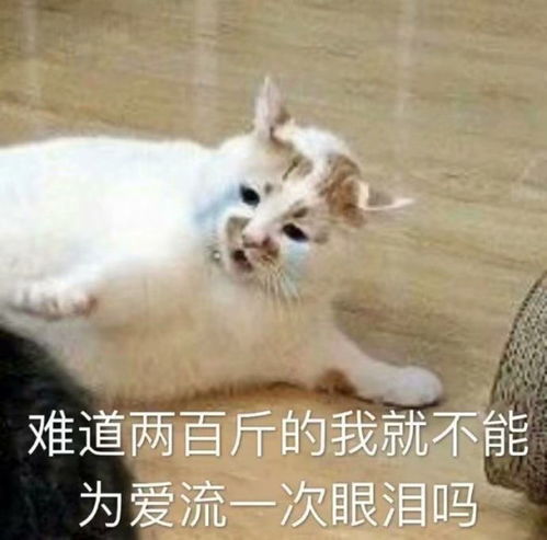 热门沙雕表情包第六期