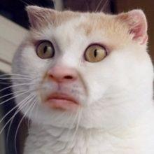一条小团团表情包大全猫咪