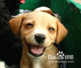刚出生的小狗狗得了皮痒痒怎么办